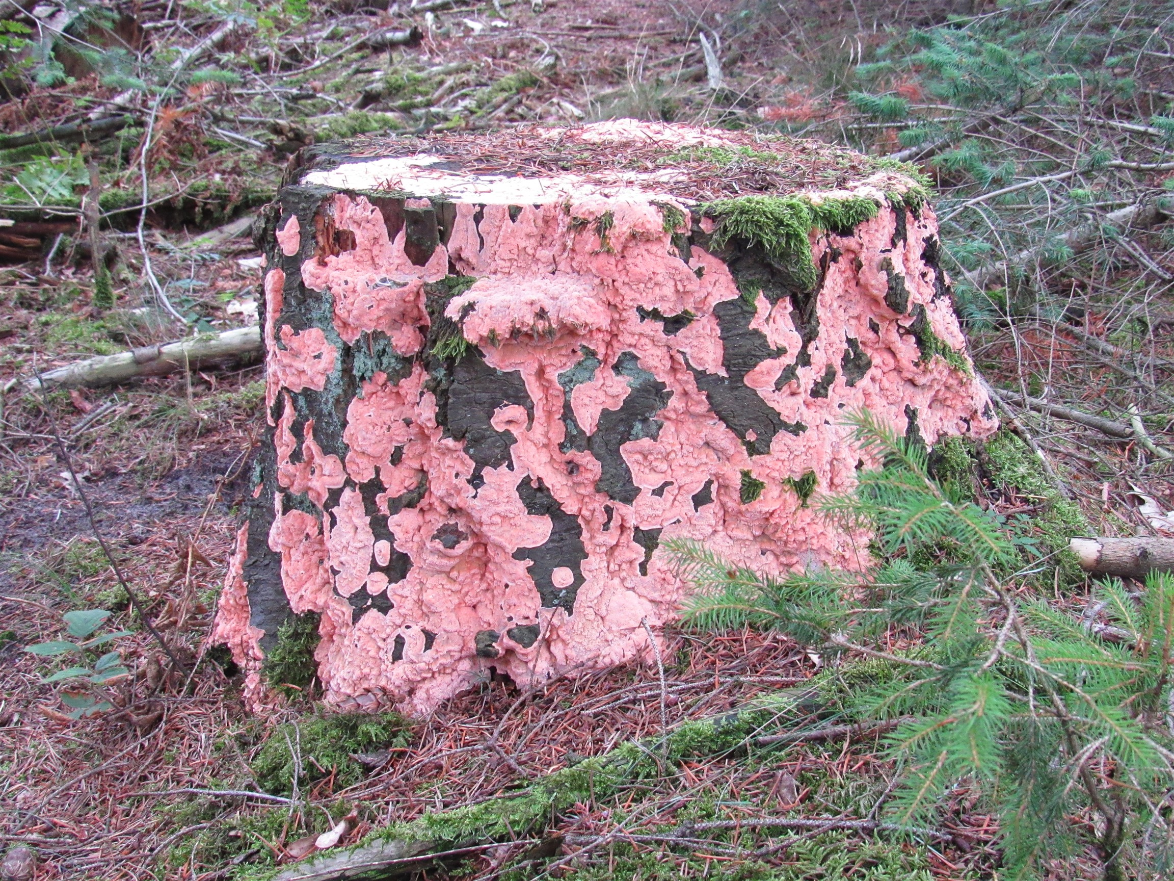 rood gekleurde zwam of schimmel